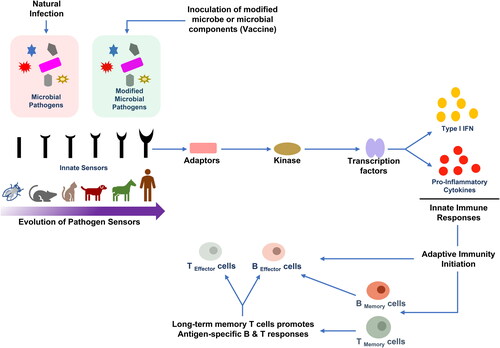 Figure 1. Evolution of innate sensor and responses during immune disorder and vaccination.