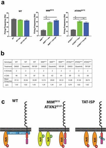 Figure 2. RPTP inhibition rescues firing defects from multiple ataxias. (a) Mean Purkinje neuron basal firing rates for cerebellar slices incubated with DMSO (black), 200nM dasatinib (green), or 2μM TAT-ISP (blue). TAT-ISP treatment boosted firing rates in both MIMEX15 and ATXN2Q127 models to a level not statistically different from treating with the small molecule SFK inhibitor dasatinib. *p < 0.0001,ns p = 0.38 1-way ANOVA with Tukey post-hoc. Error bars s.e.m. (b) Summary table of firing data shown in A. C. Model where MTSS1 interacts with RPTPs and SFKs to restrain activity. When MTSS1 is lost (center) RPTPs remove inhibitory phospho marks from SFKs allowing activation. TAT-ISP blocks RPTP activity preventing the activation of SFKs. (c) Summary comparing how MTSS1 functions with SFKs and RPTPs