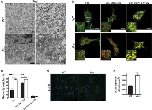 Figure 4. Increased number of autophagosomes in UNC13D-deficiency. (a) Electron microscopy analysis in wild-type (WT) and unc13d-null (Jinx) MEFs, respectively, under fed conditions. Black arrows, autophagosomes. (b) Representative images of WT and Jinx cells transfected with the mCherry-GFP-LC3B macroautophagy biosensor under resting conditions (Fed), or after serum starvation (Ser. Starv.) in the presence or absence of the alkalinizing drug chloroquine (CQ). GFP and mCherry florescence was analyzed by confocal microscopy. Yellow vesicles are indicative of autophagosomes. Red-only vesicles are indicative of autolysosomes as GFP fluorescence decreases in the acidic environment of autolysosomes. Scale bar: 20 µm. (c) The percentage of mature autolysosomes (red-only vesicles) was calculated based on the ratio between the number of red-only puncta and the total number of autophagosomes. Quantitative results are represented as mean ± SEM from at least 20 cells. *p < 0.05 and ***p < 0.001, Student’s t-test. (d) Immunofluorescence analysis of mouse skeletal muscle tissue for the expression of endogenous LC3B (green) shows that Jinx tissue has increased LC3B puncta as compared to WT control tissue. Nuclei are shown in blue (DAPI). Scale bar: 20 µm. (e) Quantitative analysis of the LC3B population density was performed using Image Pro. Data are represented as mean ± SEM. At least 35 cells were analyzed. ***p < 0.001, Student’s t-test.