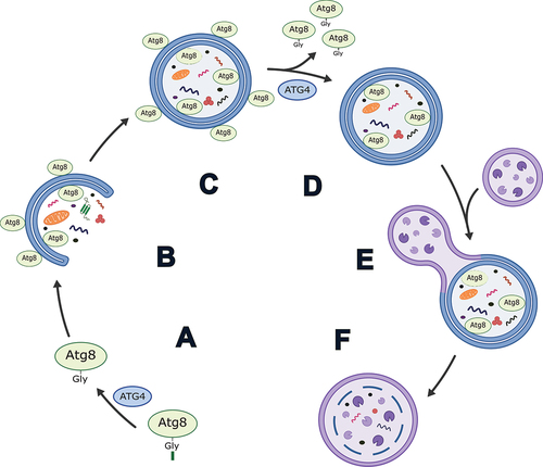 Figure 1. Simplified schematic of the role of ATG4 in autophagy in mammals. (A) Priming of an Atg8-family protein via cleavage after the C-terminal glycine by ATG4. (B) Conjugation of Atg8-family proteins to the developing phagophore membrane. (C) Autophagosome formation. (D) Delipidation of Atg8-family proteins from the outer autophagosome membrane by ATG4. Note: exact timing of this process has yet to be determined in mammals, but it is thought to occur prior to and/or shortly after autophagosome-lysosome fusion. (E) Autophagosome-lysosome fusion. (F) Autolysosome formation and degradation of cargo.