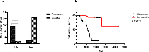 Figure 4 RUNX2 is highly expressed in relapsed patients and significantly shortens the postoperative survival time of patients. (a) Differential expression of RUNX2 in chemotherapy resistant patients and chemotherapy sensitive patients. (b) Differential expression of RUNX2 in patient survival analysis. Significance markers: ***P < 0.001.