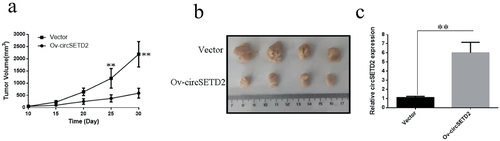 Figure 4. circSETD2 overexpression in nude mice dramatically inhibits the growth of liver cancer cells (SMMC-7721). (a) Effect of circSETD2 overexpression on the growth of liver cancer cells in nude mice. (b) Subcutaneous transplanted tumor tissue was stripped 30 days after the transplanted tumor. (c) qRT-PCR detection of circSETD2 expression in transplanted tumor tissues. **p < 0.01, *p < 0.05.