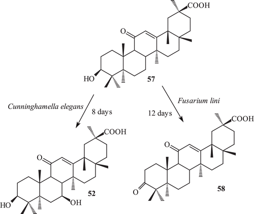 Scheme 18.  The incubation of 57 with Fusarium lini afforded a oxidative metabolite 3,11-dioxo-olean-12-en-30-oic acid (58) while with Cunninghamela elegans afforded a metabolite 3β, 7β-dihydroxy-11-oxo-olean-12-en-30-oic acid (52).