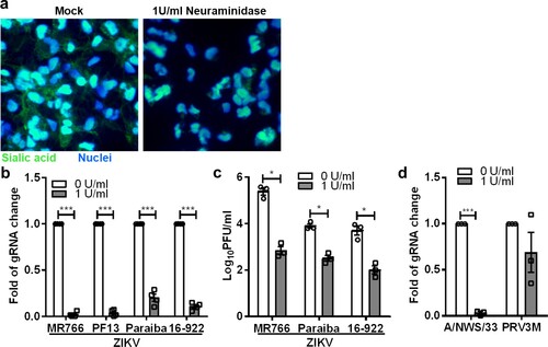 Figure 3. Role of sialic acid in neural progenitor cells in ZIKV infection. (a) Neuraminidase-treated or untreated neural progenitor cell surface sialic acids were visualized by FITC-conjugated WGA lectin staining. Hoechst 33342 were used to stain cell nuclei. Neural progenitor cells were pre-treated with 1U/ml of C. perfringens neuraminidase for 1 h at 37°C followed by ZIKV (MR766, PF13, Paraiba and 16-922), A/NWS/33, and PRV3M infection at a MOI of 0.1. The effect of sialic acid removal on virus infections were determined by (b) real-time PCR and (c) plaque assays. (d) The effect of sialic acid removal on A/NWS/33 and PRV3M were determined by real-time PCR at 72 hpi. Fold changes of viral gRNA were determined using 2−ΔΔCT method after normalization with a housekeeping gene, SNRPD3. All experiments were repeated at least three times with duplicate samples. Asterisks indicate statistically significant differences (*P < .05; **P < .01; ***P  < .001). Error bars represent means ± standard error.