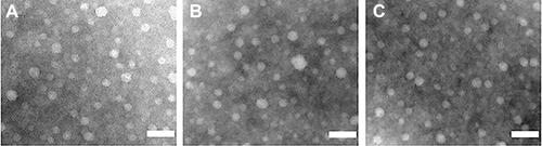 Figure 3 The TEM images of PCL20-MPEG (A), PCL30-MPEG (B), PCL40-MPEG (C) micelles, respectively. The scale bar is 100nm.
