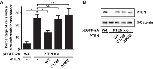 FIG 2 The PDZ binding motif of PTEN is required for apical membrane clustering. (A) Quantification of the fraction of cells that form a brush border that covers the entire cell perimeter in W4 cells and PTEN k.o. cells expressing PTEN wt, C124S, or ΔPBM based on mCherry-EBP50 localization. Error bars represent SEM in three experiments (n > 100 cells per experiment). *, P < 0.05 using independent sample t tests. n.s., not significant (P > 0.05). (B) Western blot of W4 cells and PTEN knockout cells expressing PTEN wt, C124S, or ΔPBM probed for PTEN and β-catenin.