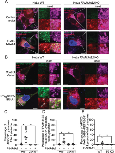 Figure 6. NR4A1 activates FAM134B2-mediated reticulophagy. (A) Immunofluorescence of FAM134B2 (green), LAMP1 (magenta) and FLAG (blue) in mCherry-APOC3 (red) with control plasmid or FLAG-NR4A1 (F-NR4A1) overexpressed HeLa FAM134B2 KO cells treated with 200 nM bafilomycin A1 for 6 h. Arrow indicates mCherry-APOC3 and FAM134B2+RETREG1-positive LAMP1. (B) Immunofluorescence of FAM134B2+RETREG1 (green), LAMP1 (magenta) and mTagBFP2-NR4A1 (blue) in mScarlet-RTN2 (red) with control plasmid or mTagBFP2-NR4A1 overexpressed HeLa FAM134B2-RETREG1 dKO cells treated with 200 nM bafilomycin A1 for 6 h. Arrow indicates mScarlet-RTN2 and FAM134B2+RETREG1-positive LAMP1. Scale: 10 μm, and 2 μm in inset images. Percentage of (C) mCherry-APOC3 and Lysosome double positive, (D) FAM134B2+RETREG1 and lysosome double positive, and (E) mCherry-APOC3-FAM134B2-lysosome triple positive in control vector or FLAG-NR4A1 expressed HeLa WT or FAM134B2 KO (B2 KO) cells treated with bafilomycin A1 for 6 h (n = 12). Quantifications of the RTN2 experiment are shown in Figure S3A–C. *P < 0.05.
