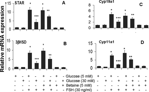 Figure 3. Effect of betaine treatment on mRNA levels of StAR (A), 3βHSD (B), Cyp11a1 (C) and Cyp11a1 (D) in mice granulosa cells exposed to low (5 mM) or high (30 mM) glucose concentrations. Granulosa cells from immature mice were cultured for 12 h in a medium containing 5 mM betaine in the presence of 5 mM or 30 mM glucose and then again cultured in a medium with the same component along with FSH (30 ng/ml) for another 12 h. qRT-PCR method was used to analysis of relative expression of studied gens. GAPDH was used as housekeeping gene. Results are means ± SEM for three independent experiments with triplicated wells. Bars with different numbers of asterisks are significantly different at p < 0.05