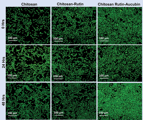 Figure 3. Cytocompatibility of chitosan, chitosan-rutin, chitosan rutin-aucubin in L929 cells at different incubation hours (0 h, 24 h and 48 h); scale bar = 100 µm.