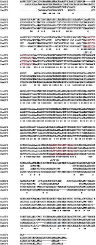 Figure 1. DNA sequence alignment of eIF1 from different plant species.Note: AteIF1 (accession number: BT000649) from A. thaliana, OseIF1 (accession number: AF094774) from O. sativa, TaeIF1 (accession number: AF508969) from T. aestivum and ZmeIF1 (accession number: AF034944) from Z. mays. The two red parts are the newly designed forward and reverse primers’ binding sites, respectively.