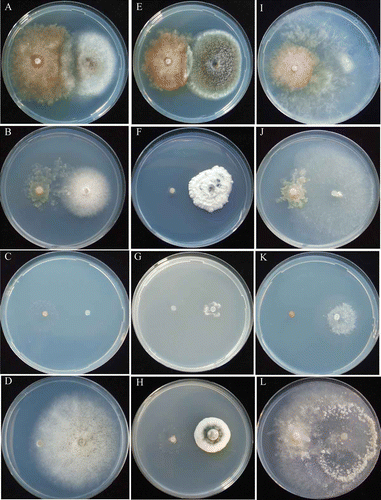 Figure 1. Mycelial interactions between Amblyosporium botrytis and non-ammonia fungi. Am. botrytis/As. niger at pH 5.5 (A) urea, 12th day; (B) NH4-N, 12th day; (C) NO2-N, 9th day; (D) NO3-N, 9th day. Am. botrytis/P. citrinum at pH 5.5 (E) urea, 12th day; (F) (NH4-N, 12th day; (G) NO2-N, 9th day, (H) NO3-N 9th day. Am. botrytis/T. viride at pH 5.5 (I) urea, 12th day; (J) NH4-N, 9th day; (K) (NO2-N, 9th day; (L) NO2-N, 9th day.