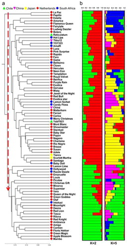 Figure 1. NJ phylogenetic tree aligned with a structural analysis of 82-single-flowered amaryllis accessions from the Netherlands, South Africa and three other countries. (a) NJ tree based on 23 SRAP primer-derived Nei’s distances derived using Mega software; (b) Genetic clustering based on 23 SRAP primer-derived multilocus analyses derived using STRUCTURE software. The two best models (K = 2 and K = 5) are based on Evanno’s delta. Each individual accession is represented by a horizontal line divided into K colored bars.