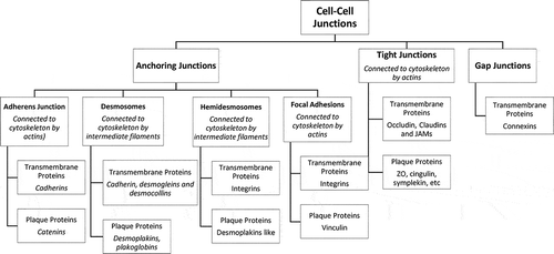 Figure 1. Types of cell junctions