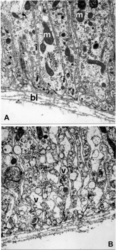 Figure 8. E. plorans stage 9, phase a. A, Basal region of first epithelial cells (15,500×). B, Basal region of second epithelial cells (15,500×). Abbreviations: bl, basal lamina; i, enfoldings of cell membrane; m, mitochondria; v, vesicles.