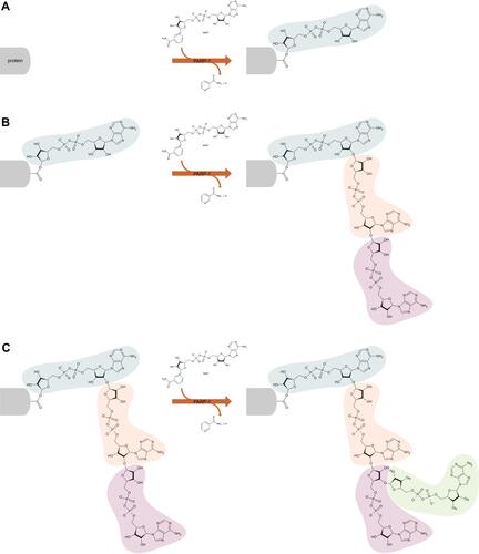 Figure 1 Scheme of poly (ADP-ribose) polymerase 1 (PARP-1) catalyzed poly (ADP-ribosylation) of the target protein. The PARP-1 catalytic domain attaches ADP-ribose polymers to proteins, catalyzing three different reactions – initiation (A), elongation (B) and branching (C). Initiation is the attachment of the first ADP-ribose monomer to the amino acid residue of the acceptor protein. Elongation, the attachment of further monomers, takes place through the formation of a (2ʹ-1ʹʹ) ribose-ribose glycosidic bond. Branching involves the creation of a ribose-ribose bond between ADP-ribose (2ʹʹ-1ʹʹʹ) units.