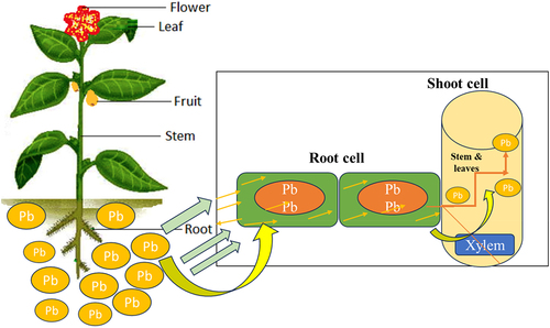 Figure 3. Cellular uptake, transport, and translocation of Pb in plants modified.Citation60