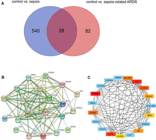 Figure 1 OLFM4 is increased in septic and sepsis-induced ARDS patients. (A) Venn diagram of DEGs from our previous datasets and the GSE32707 dataset. Each colored circle represents the DEGs of corresponding datasets. The overlapped area indicates 28 DEGs shared between septic patients and patients with sepsis-induced ARDS. Significant DEGs were defined as those having p < 0.05 and [log FC] > 1.5 as cutoff criteria. (B) Establishment of a PPI network and identification of hub genes. Twenty-two DEGs were filtered into a DEG–PPI-network complex. The line between proteins denotes an interaction score ≥0.4. The more interactions with other proteins, the more important that protein is. (C) Ten genes were chosen as critical genes according to the MCC method using the CytoHubba plugin.