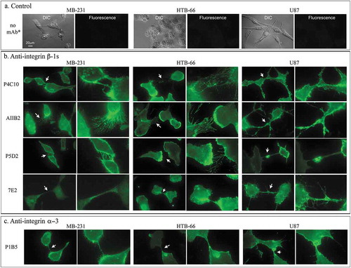 Figure 4. Indirect immunostaining with anti-integrin ß −1 and α −3 mAbs.(a) Controls in which no mAb was added to cells of the three cell lines. (b) Staining by anti-integrin ß −1 mAbs P4C10, AIIB2, P5D2 and 7E2. (c) Staining by the anti-integrin α −3 mAb P1B5. Arrows indicate regions that are enlarged in the adjacent panel to the right. The scale bar for all images is presented in panel A, DIC image, MB-231.