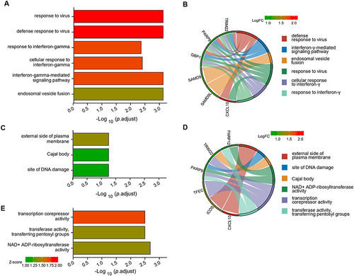 Figure 3 Functional enrichment analysis of upregulated DEGs. The significantly enriched (A and B) GO-biological processes, (C) GO-cellular component, and (D and E) GO-molecular function.