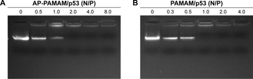 Figure 1 Gel retardation assay of AP-PAMAM (A) and PAMAM (B) with the plasmid p3XFLAG-CMV-p53.Abbreviations: AP-PAMAM, 2-amino-6-chloropurine-modified PAMAM; PAMAM, polyamidoamine.