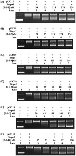 Figure 4. pUC 19 relaxation assay for the inhibitory effects from B-1–1 (A), B-1–2 (B), B-1–3 (C), B-1–4 (D), B-1–5 (E), and B-1–10 (F). Assay mixture containing 50 mM KAc, 20 mM Tris-Ac (pH 8.0), 10 mM Mg(Ac)2, 100 µg/ml BSA, 250 ng pUC 19, 1 U of Btopo I, and each bulge oligonucleotides were incubated at 37° C for 30 min before loading on agarose gel.