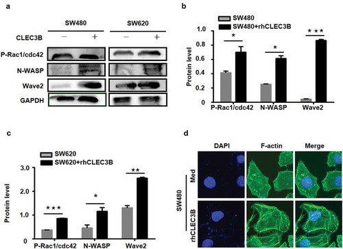 Figure 8. CLEC3B mediates actin remodelling in CRC cells.a, the expression of cytoskeletal proteins in SW480 and SW620 cells treated with rhCLEC3B was detected by western blotting. b-c, Quantification of protein expression normalized to GAPDH. *P < 0.05, **P < 0.01 and ***P < 0.001 compared with the control group. d, Confocal microscopy of F-actin staining in SW480 cells treated with rhCLEC3B at a concentration of 50 ng/ml.