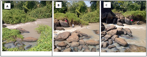 Figure 3 Slash and clear at Dogoyabolu site along the river Naam (A) before slash and clear (B) during slash and clear (C) after slash and clear implementation.