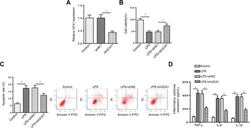 Figure 2 UCA1 deletion accelerates viability, suppresses apoptosis and cytokines production in LPS-treated FHCs. (A) RT-qPCR was used to determine the relative UCA1 expression in FHCs transfected with shUCA1. (B and C) FHCs were treated with different concentrations of LPS (1, 3, 6, 8, and 10 ng/mL). CCK-8 and flow cytometry were used to analyze the viability and apoptosis of FHCs stimulated by LPS, LPS+shNC, LPS+shUCA1 after different LPS treatments. (D) ELISA was used to determine the levels of IL-1β, IL-6 and TNF-α in FHCs stimulated by LPS, LPS+shNC, LPS+shUCA1 after different LPS treatments. *p<0.05.