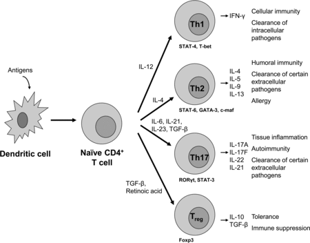 Figure 3. Differentiation of CD4+ cells into different effector T cells; T helper 1 (Th1), T helper 2 (Th2), T helper 17 (Th17) or regulatory T (Treg) cells. Differentiation of these T cell subsets is mediated by the interaction of dendritic cells with naïve CD4+ T cells, the presence of specific cytokines and mediators and cell-type specific transcription factors. By secreting specific cytokines, effector T cells mediate their regulatory or activating properties as shown on the right. Adapted from Jetten (Citation2009).