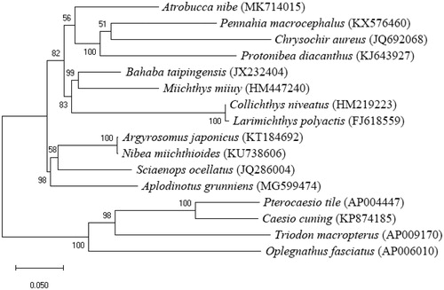 Figure 1. Phylogenetic trees of mitochondrial genome sequences of A. nibe and other 15 species. The topology of phylogenetic tree was inferred from maximum-likelihood methods. Bootstrap supports are indicated above the nodes.