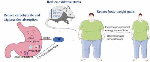 Figure 4. Therapeutic effect and mechanism of LBP on obesity.