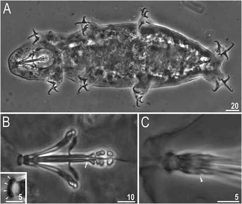 Figure 3. Dastychius improvisus (additional material): (a) dorso-ventral projection of the entire animal; (b)bucco-pharyngeal apparatus (dorso-ventral projection); arrow indicates clearly narrowed terminal part of buccal tube; insert indicates peribuccal papulae probably present; (c) apophysis for the insertion of the stylet muscles, arrowhead. All PCM. Scale bars in µm