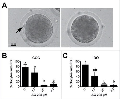 Figure 5. Effect of AG205 treatment on PBI emission. (A) Representative images showing in vitro matured oocytes with (left, arrow) or without (right) extruded PBI. (B, C) Graphics showing the effect of AG205 treatment on the percentage of oocytes that extruded the PBI in COC and DO, respectively. Data were analyzed by one way ANOVA followed by Tukey's Multiple Comparison Test. Values are means ± SEM (n = 3); a,b different letters indicate significant differences between groups (P < 0.05).