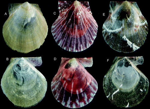 Figure 14.  Palliolum spp., young specimens. (A,B) P. tigerinum, Ø 4.0 mm, western Norway, Raunefjord, depth 65–70 m (SMNH 20064). (C,D) P. incomparabile, Ø 5.0 mm, Sweden, Bohuslän, Gullmarsfjord (SMNH 55958). (E,F) P. striatum, Ø 5.2 mm, western Norway, Korsfjord, depth 300–200 m (SMNH 19999).