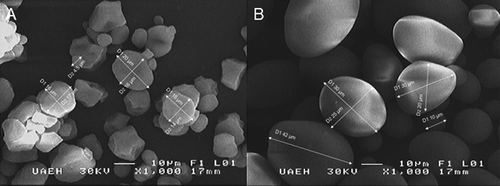 Figure 1. Micrographs (1000×) of native starches: (A) waxy corn, (B) potato.