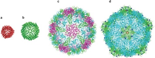 Figure 1 Crystal structures of a range of cage proteins. (a) Dps protein (pdb 2bjy (CitationIlari et al 2005)), diameter 9 nm; (b) Ferritin (pdb 2za6 (CitationYoshizawa et al 2007)) diameter 12 nm; (c) Cowpea chlorotic mottle virus (CCMV, pdb 1cwp (CitationSpeir et al 1995)), diameter 26 nm; and (d) Cowpea mosaic virus (1NY7 (CitationLin et al 1999)), diameter 28 nm. In (d), red spheres show the N-terminal glycine that points into the central cavity. Dark blue spheres show the C-terminal lysine on the external surface.