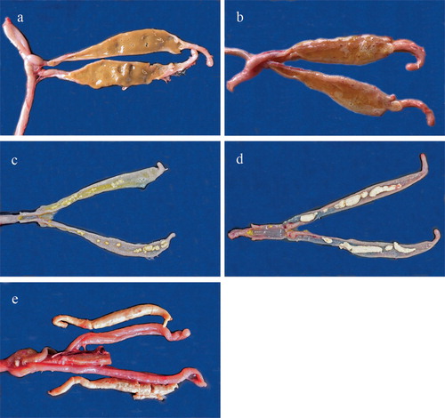 Figure 1. Appearance of macroscopic lesions of E. adenoeides in the caecal pouches of turkey poults observed five days post-inoculation. Pictures labelled a (score 0), b (score 1), c (score 2), d (score 3), and e (score 4) represent various grades of lesions. Picture e shows caecal plugs placed next to the caeca in which they were observed.