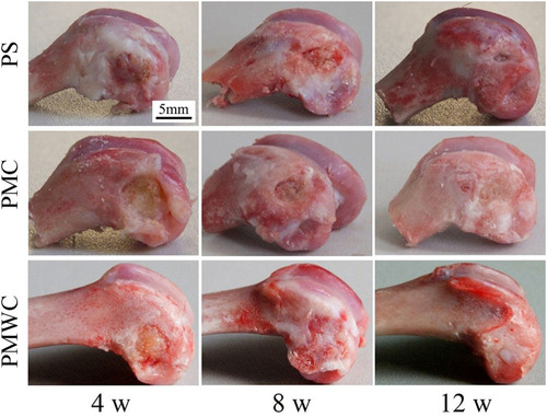 Figure 7 Digital photographs of PS, PMC, and PMWC implanted into the femoral defects of rabbits for 4, 8, and 12 weeks.Abbreviations: PS, polybutylene succinate; PMC, polybutylene succinate-magnesium phosphate composite scaffolds; PMWC, polybutylene succinate-magnesium phosphate-wheat protein composite scaffolds.