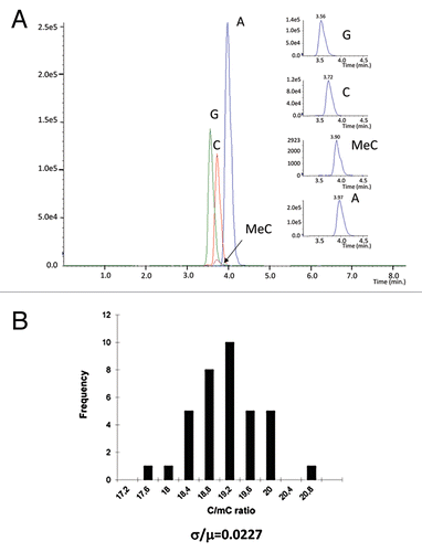 Figure 1 (A) Mass spectrometry detection of the mC content in the genomic DNA. Different peaks on the MRM scan represent different transitions of the related different compounds. The smallest peak corresponds to methyl-cytosine. The insets on the right side show the higher magnification of the four peaks. (B) Reproducibility of the measurement. The same DNA preparation was divided into 12 fractions and each fraction was measured 3 times.