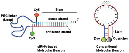 Figure 6. Schematic representation of conventional and modified siRNA-based MBs.