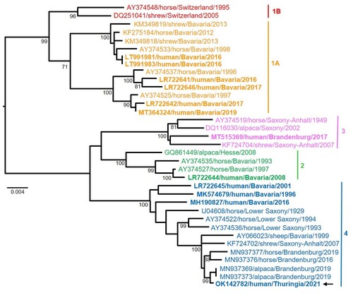 Figure 6. Maximum likelihood phylogenetic tree of BoDV-1 from Germany based on N and P gene nucleotide sequences (1824 nt, representing genome positions 54–1877 of BoDV-1 reference genome U04608). Cluster 1B (sequences from Switzerland) is shown in addition. Numbers at the nodes indicate maximum likelihood bootstrap replicates (>70%). GenBank accession number, host species, federal state and year of infection are provided per sequence. BoDV-1 sequences obtained from humans are shown in bold. The viral sequence of the case described herein is marked with an arrow, clustering with various animal sequences (cluster 4). Colour code of the clusters according to [Citation6,Citation7,Citation11]. The scale bar indicates nucleotide substitutions per site.