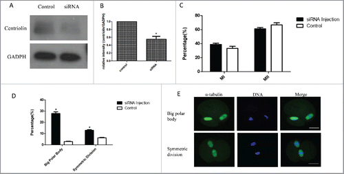 Figure 4. Knock-down of centriolin by siRNA microinjection did not affect meiotic oocyte maturation process, but led to the production of equal-sized cells or a large polar body with normal MII spindles. A, B: Effective depletion of centriolin after microinjection of siRNA into the oocyte. A total of 200 oocytes were used in centriolin siRNA-injected group, and a total of 200 oocytes were used in the control group. C: Similar percentages of mature oocytes were observed in siRNA group and control siRNA groups. At least 100 oocytes were assessed in each replicate. D. Big polar rate and symmetric division rate after centriolin siRNA knock-down. E. Centriolin knock-down produce equal-sized cells or a large polar body with normal MII spindles.