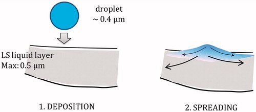 Figure 7. Schematic illustration of the local boost of humectants concentration in the pulmonary liquid after deposition and spreading of a single inhaled e-liquid droplet.