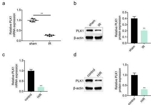 Figure 1. The expression of PLK1 was suppressed in myocardium of rats suffered from the ischemia reperfusion. (a, b) the mRNA and protein expression of PLK1 in myocardium of rats detected by RT-PCR and western blotting. (c, d) the expression of PLK1 in H9c2 cells determined by RT-PCR and western blotting. **p < 0.01