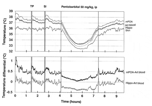 Figure 12. Original record of changes in temperature in the brain (mPOA, Hippo), skin, and arterial blood during arousing stimulation (TP, tail-pinch and SI, social interaction) and general anesthesia induced by sodium pentobarbital. Data were obtained in 2007 and previously not published.