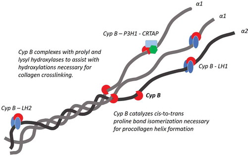 Figure 3. Cyclophilin B controls collagen synthesis, Cyclophilin B, alone or in association with prolyl-3-hydroxylase 1 (P3H1) and cartilage associated protein (CRTAP), or with lysyl hydroxylases 1 or 2 (LH1, LH1) binds to proline residues in collagen alpha-chains during procollagen synthesis in the endoplasmic reticulum. Genetic deletion or inhibition of Cyp B results in decreases in prolyl and lysyl hydroxylations, procollagen cynthesis rates, mature collagen fibril density, and tensile strength of collagenous matrices.
