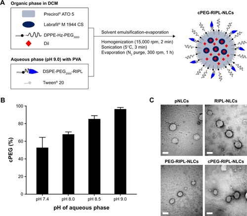 Figure 2 Preparation of cPEG-RIPL-NLCs and characterization of NLCs.Notes: (A) Schematic procedures for preparing cPEG-RIPL-NLCs. (B) Degree of cPEGylation at different aqueous pH. Data represent the means±SD (n=3). (C) TEM images of pNLCs, RIPL-NLCs, PEG-RIPL-NLCs, and cPEG-RIPL-NLCs. Scale bars represent 200 nm.Abbreviations: DCM, dichloromethane; DiI, 1,1′-dioctadecyl-3,3,3′,3′-tetramethylindocarbocyanine perchlorate; PVA, polyvinylalcohol; DPPE-Hz-PEG3000, 1,2-dipalmitoyl-sn-glycero-3-phosphothioethanol-hydrazone-poly(ethylene glycol)3000; DSPE-PEG2000-RIPL, 1,2-distearoyl-sn-glycero-3-phosphoethanolamine-poly(ethylene glycol)2000-RIPL peptide; NLCs, nanostructured lipid carriers; pNLCs, plain NLCs; RIPL-NLCs, RIPL peptide-conjugated NLCs; PEG-RIPL-NLCs, PEG-modified RIPL-NLCs; cPEG-RIPL-NLCs, cleavable PEG-modified RIPL-NLCs; TEM, transmission electron microscopy.