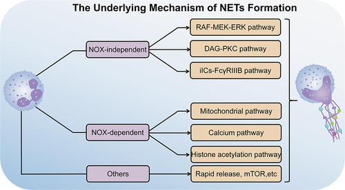 Figure 2 The underlying mechanism of NETs formation. The mechanism of NETs formation can be classified into NOX-dependent pathway, NOX-independent pathway and others. The NOX-dependent pathway to induce NETs formation contains RAF-MEK-ERK pathway, DAG-PKC pathway and iICs-FcγRIIIB Pathway. On the other hand, NETs formation is caused by NOX-independent pathway including the mitochondrial DNA pathway, Calcium pathway and histone acetylation pathway. In some special cases, NETs formation can be performed through neither NOX-dependent pathway nor NOX-independent pathway, as referred to rapid release of NETs formation. On the contrary, pathway like the mTOR pathway is involved in NETs formation by either NOX-dependent pathway or NOX-independent pathway.