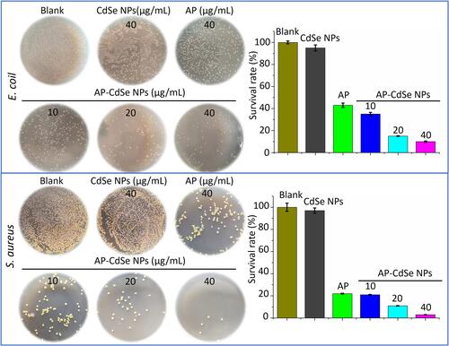 Figure 2 CFU assay of AP-CdSe NPs. Images of bacterial colonies (MDR E. coli and MDR S. aureus) formed on Lysogeny broth-agar plates. PBS was used for the blank group. Corresponding images were graphed using the Origin software. Data are expressed as the mean ± SD (n=9).