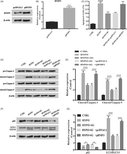 Figure 6. 6-Gingerols (6G) inhibits p38 MAPK and JNK signalling pathways through down-regulation of BNIP3. (A,B) Relative expression of BNIP3 was detected by Western blot. (C) Flow cytometry analysis was performed for cell apoptosis detection. (D,E) Relative expression of apoptosis-related factors was detected by Western blot. (F,G) Relative expression of p62 and LC3/LC3-I ratio were detected by Western blot. Data are reported as mean ± SD. *p < .05; **p < .01; ***p < .001.